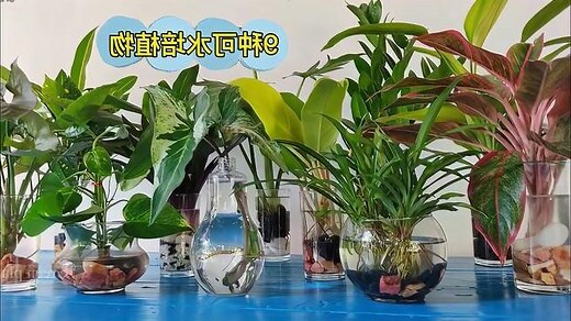哪些 植物 可以 水 培